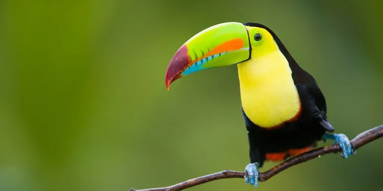 bird