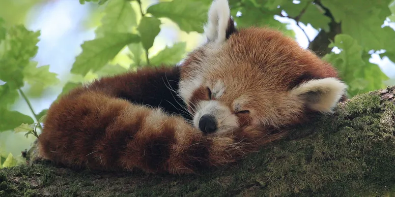 zoo